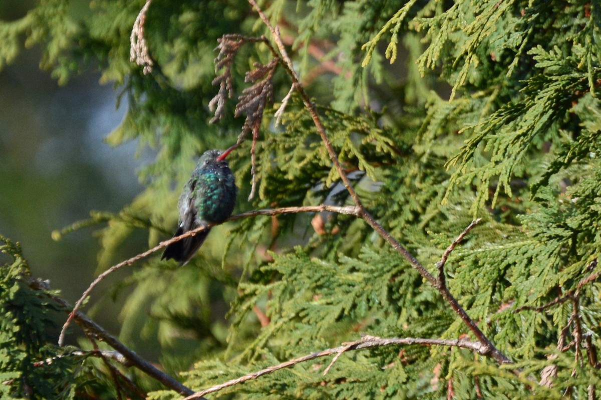 Broad-billed Hummingbird - ML124947941