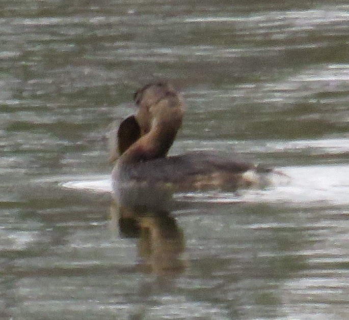 Pied-billed Grebe - ML124948371