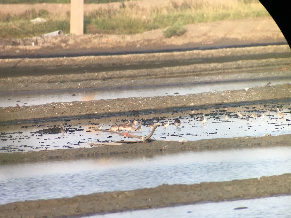 Black-tailed Godwit - Sarom Reth