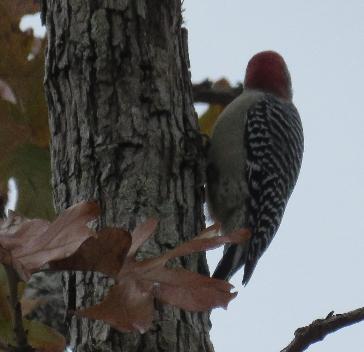 Red-bellied Woodpecker - ML124948611