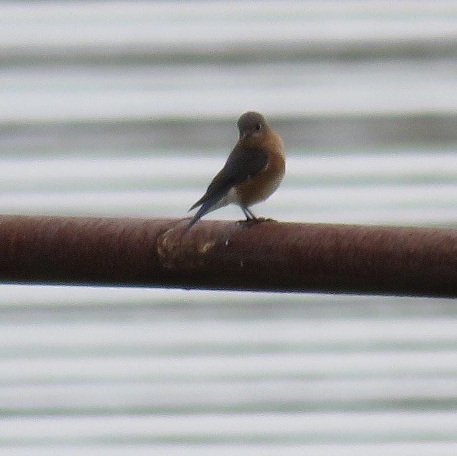 Eastern Bluebird - ML124948771
