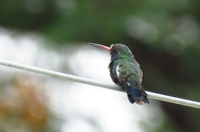 Broad-billed Hummingbird - ML124949361