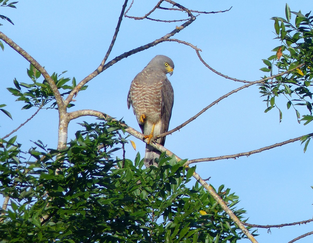 Roadside Hawk - ML124952131