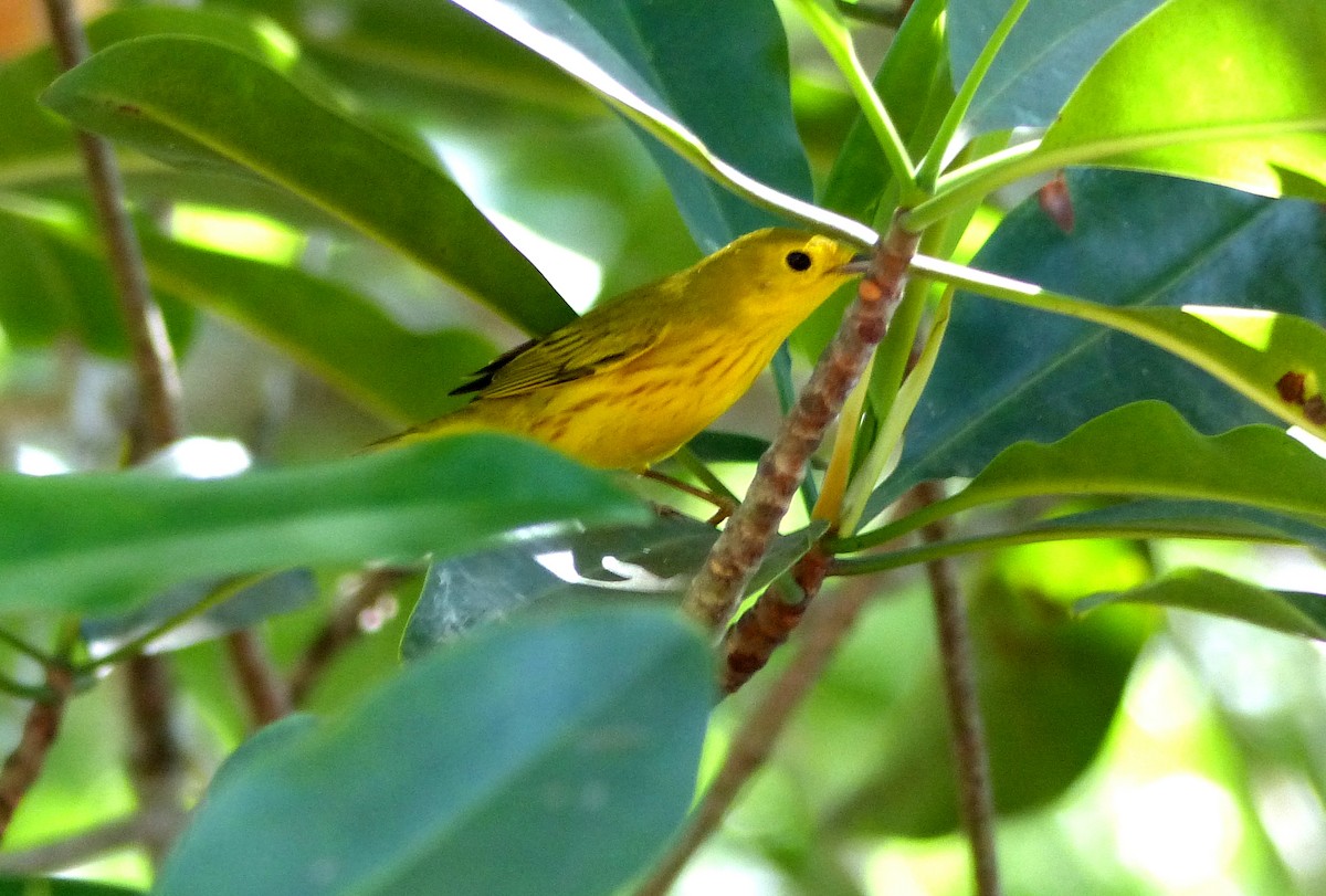 Northern/Mangrove Yellow Warbler - Lindsey Schromen-Wawrin