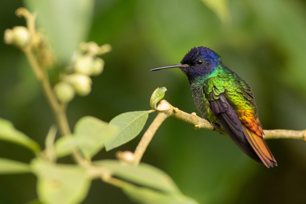 gyllenhalekolibri - ML124953691