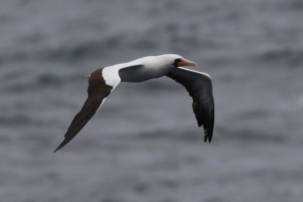 Nazca Booby - ML124953881