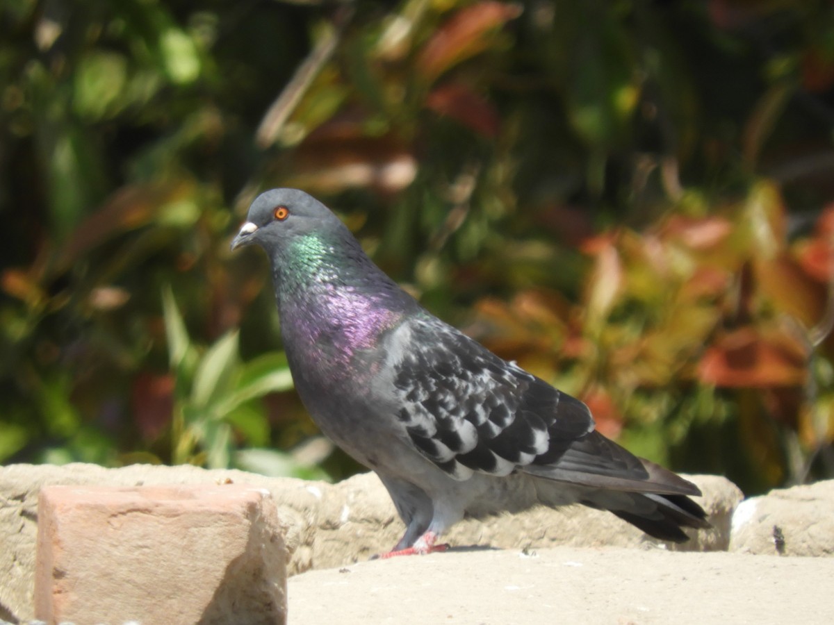 Rock Pigeon (Feral Pigeon) - ML124953991