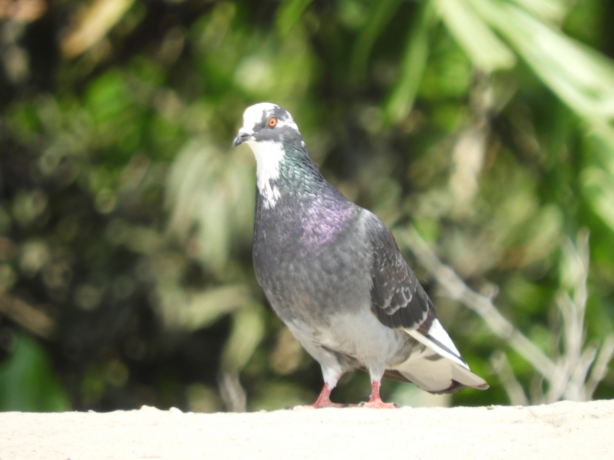 Rock Pigeon (Feral Pigeon) - ML124954011