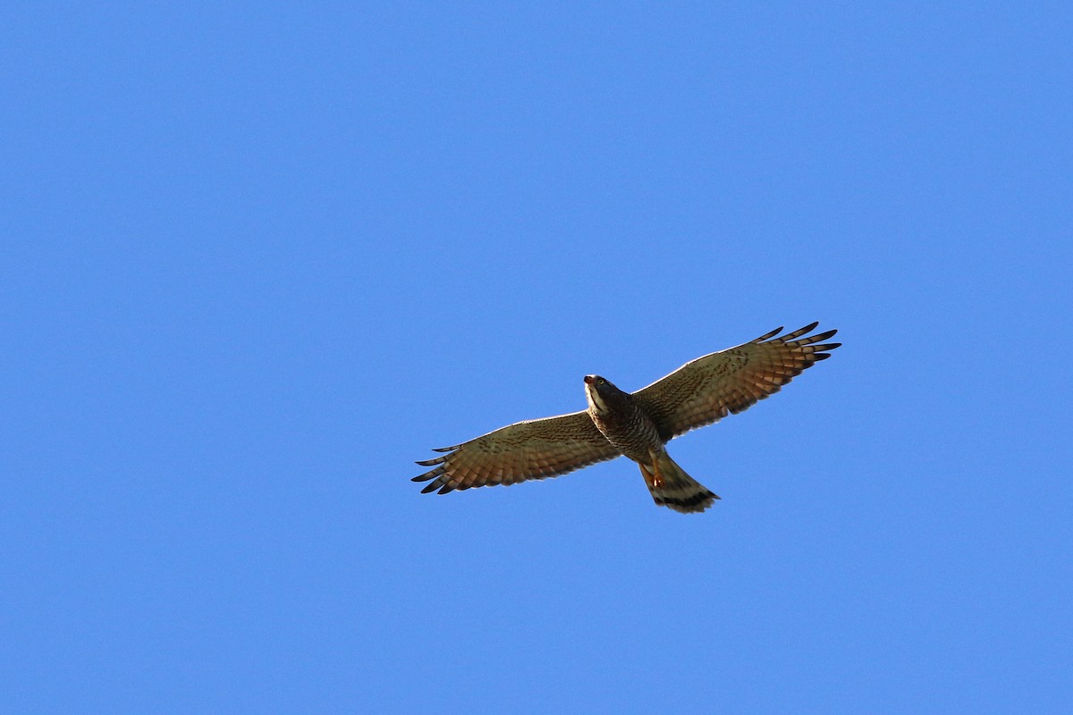 Gray-faced Buzzard - ML124954491