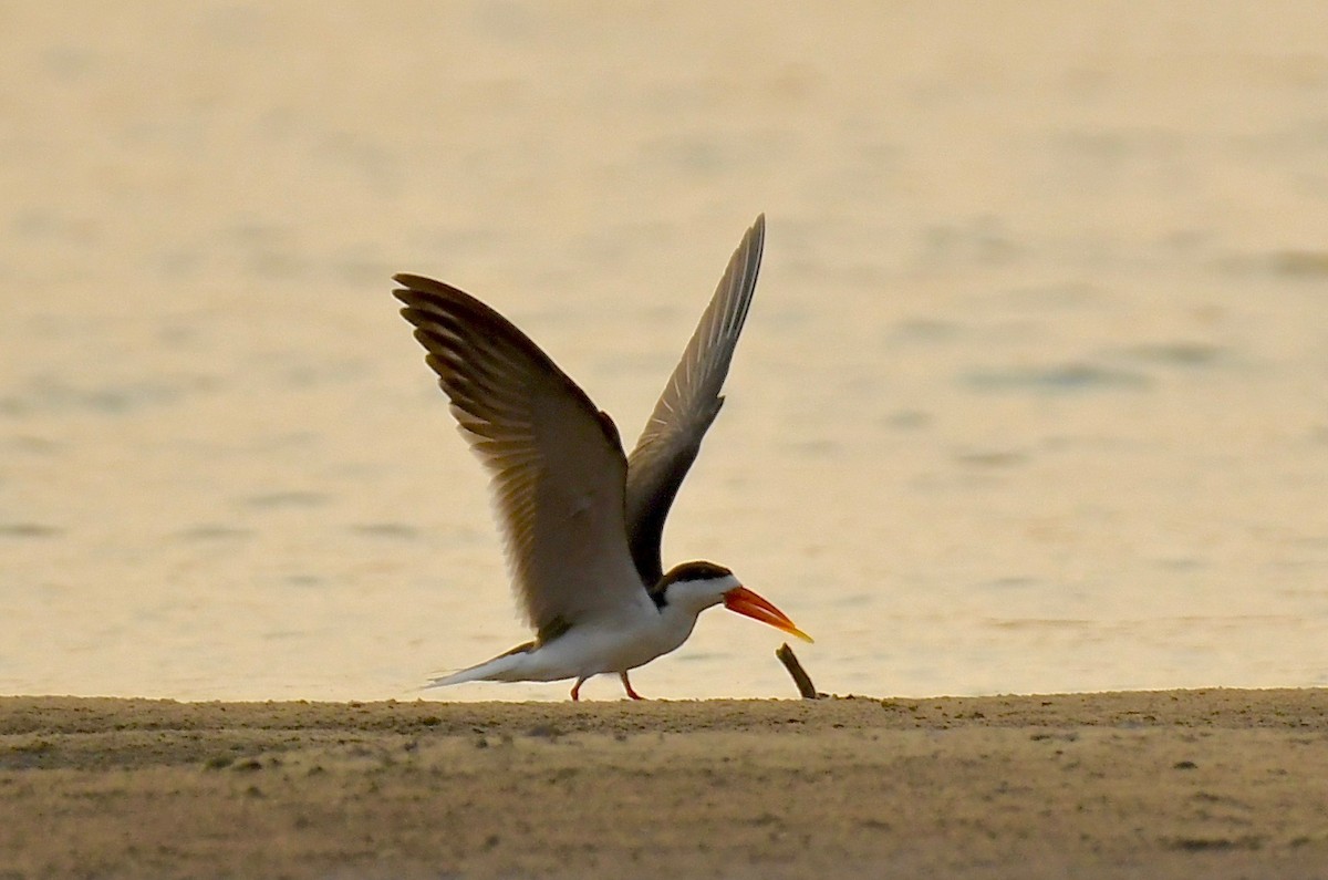 African Skimmer - Theresa Bucher