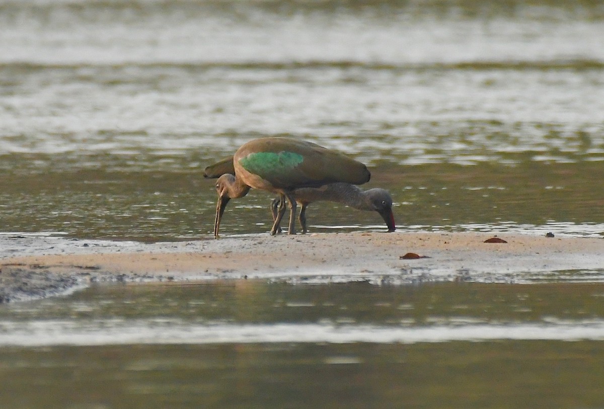 ibis hagedaš - ML124955971