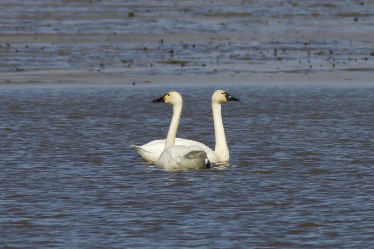 Cygne siffleur - ML124956381