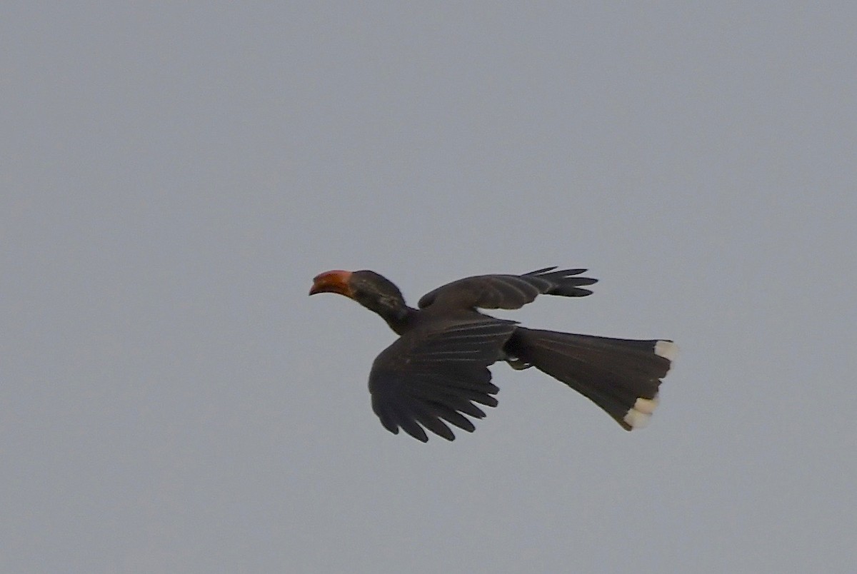 Crowned Hornbill - Theresa Bucher