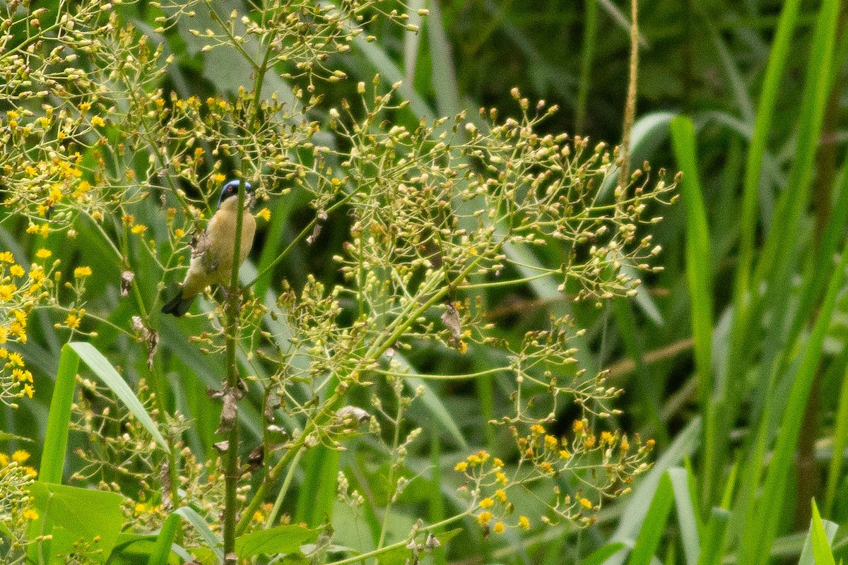 Fawn-breasted Tanager - Angus Pritchard