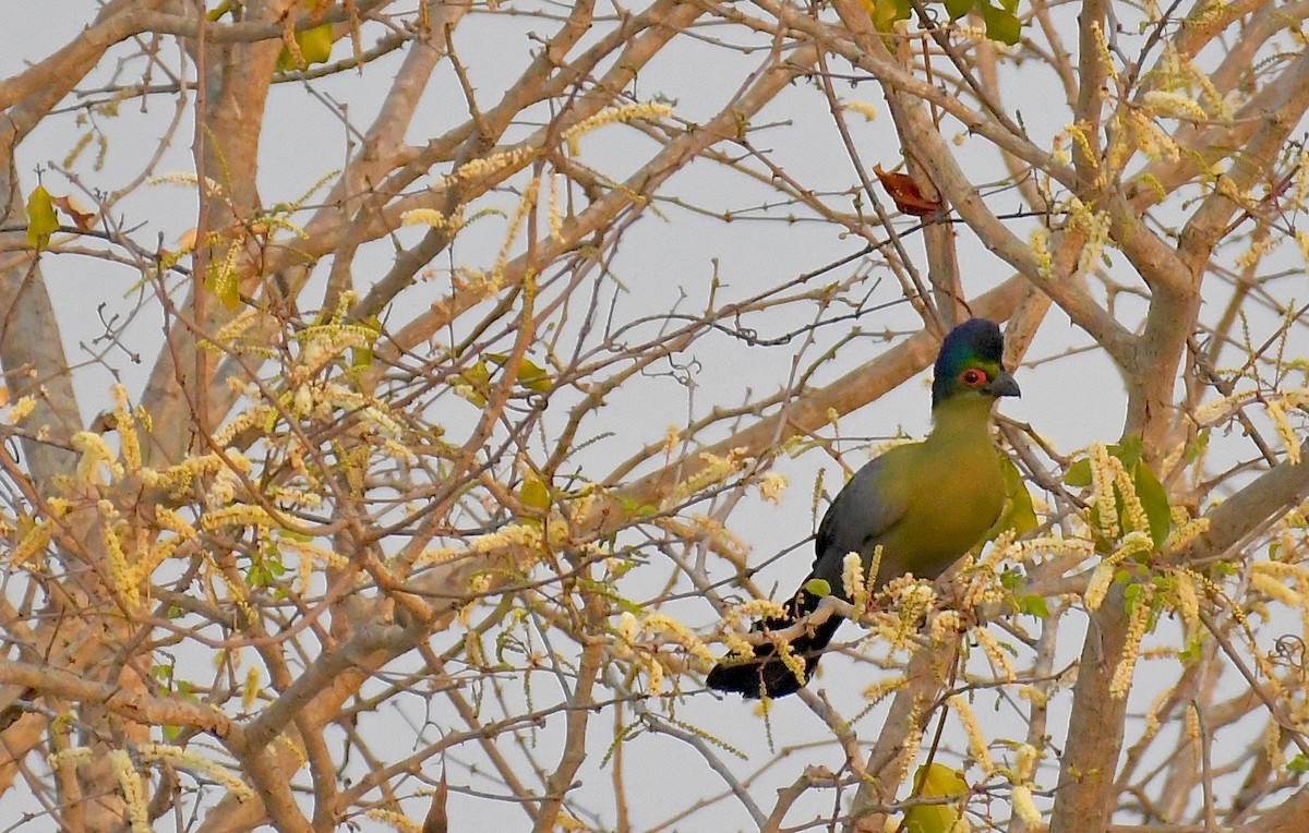 Purple-crested Turaco - Theresa Bucher