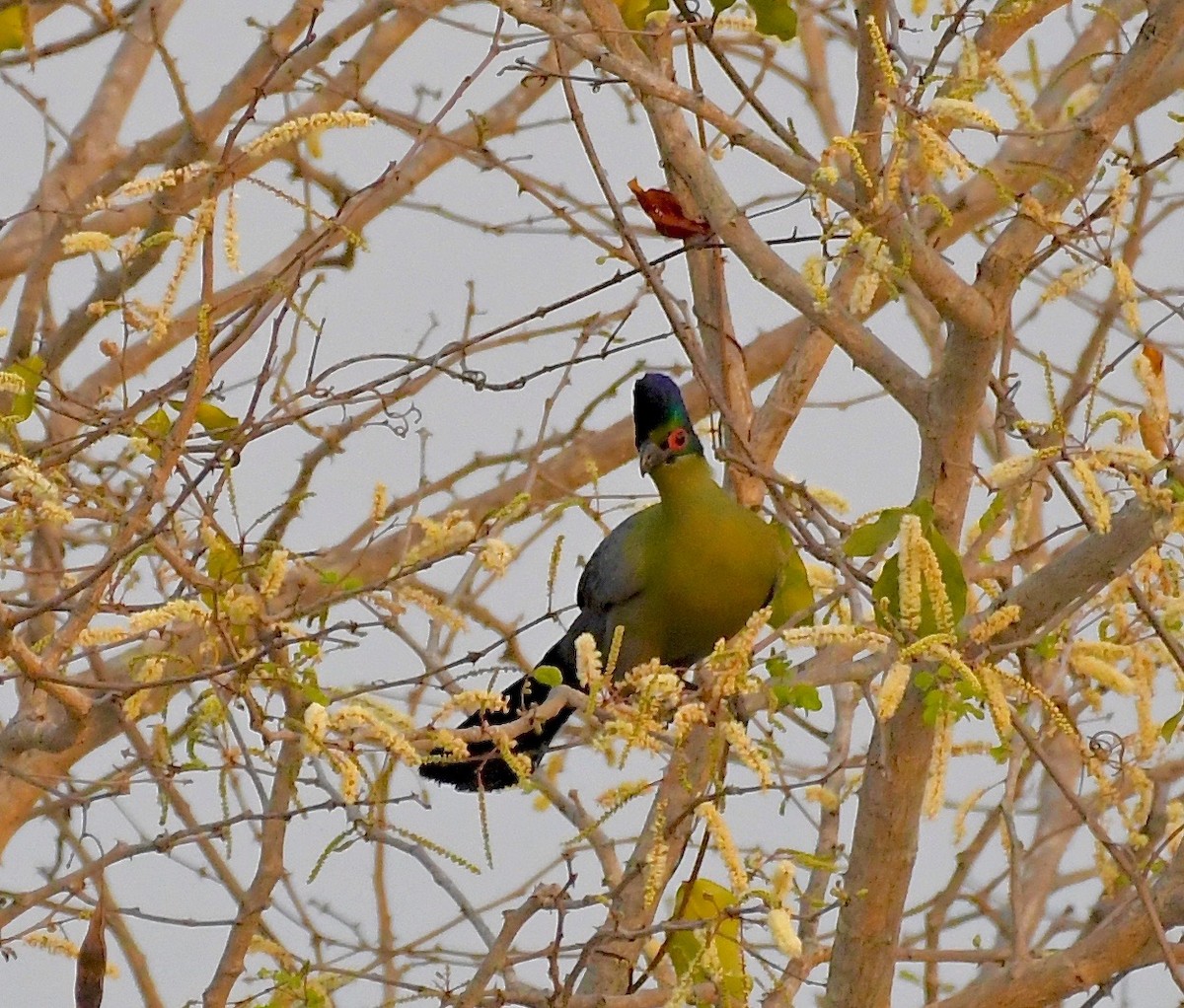 Purple-crested Turaco - Theresa Bucher