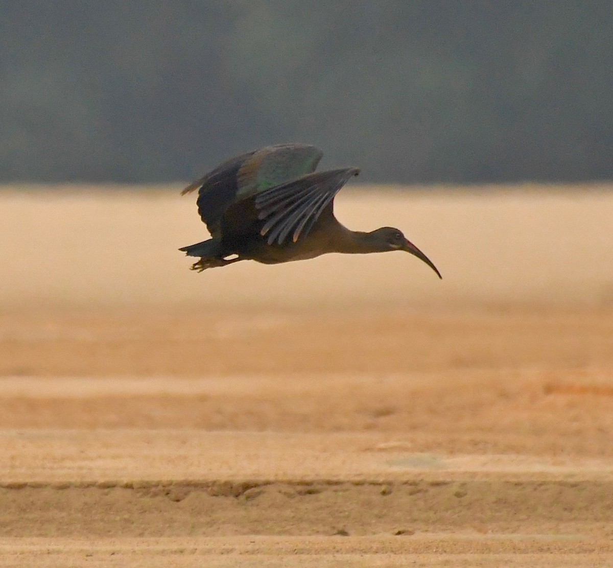 Hadada Ibis - Theresa Bucher