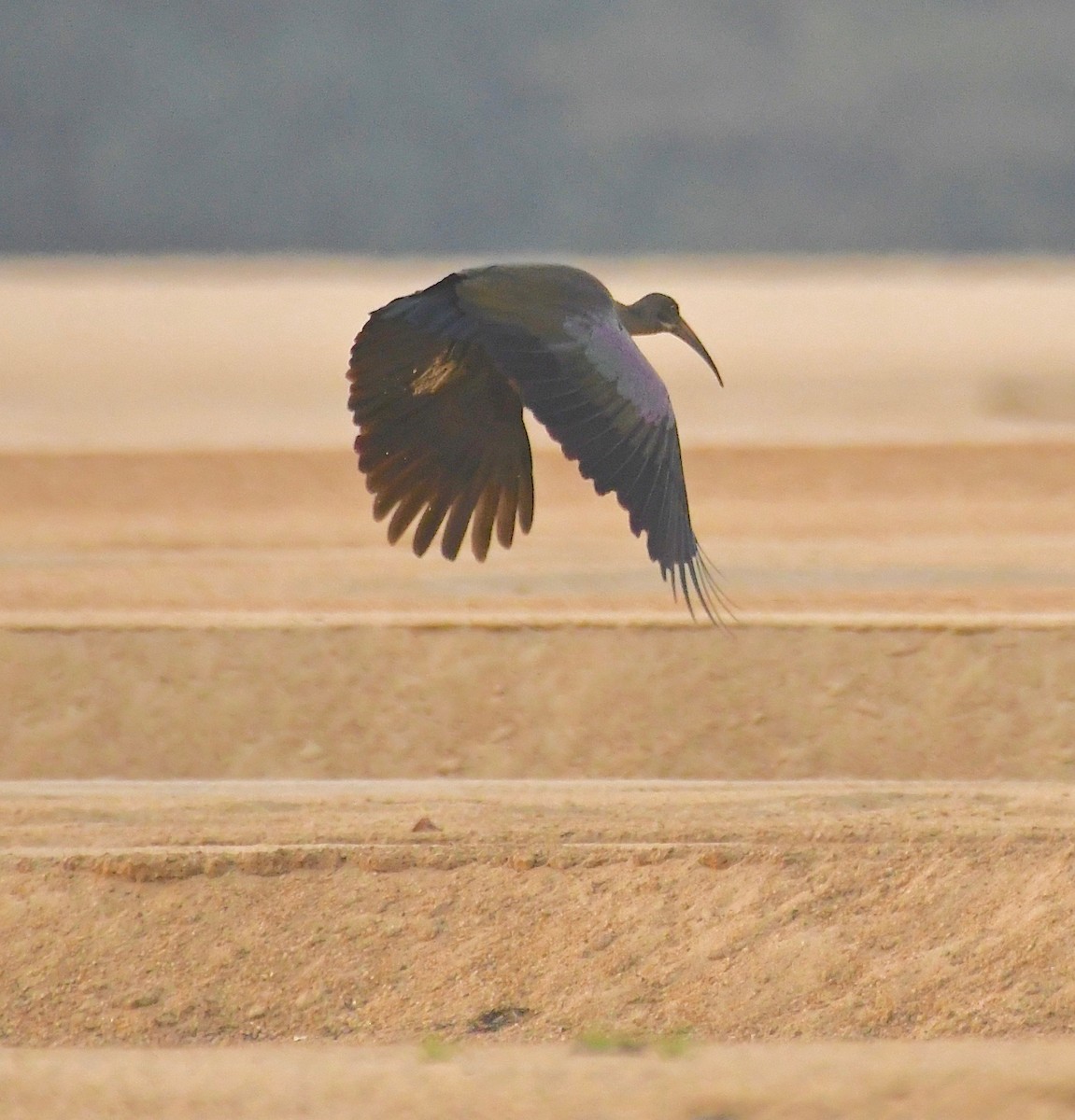 Hadada Ibis - Theresa Bucher