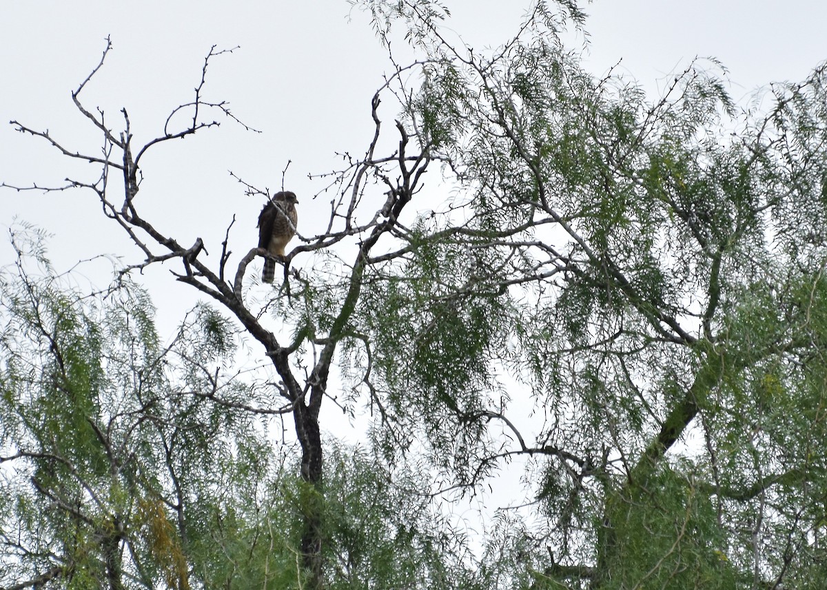 Roadside Hawk - ML124959071