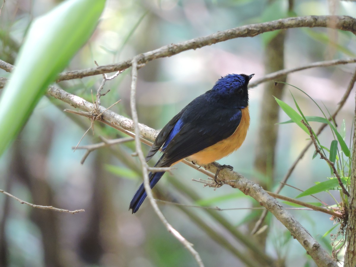 Rufous-bellied Niltava - Mahathi Narayanaswamy