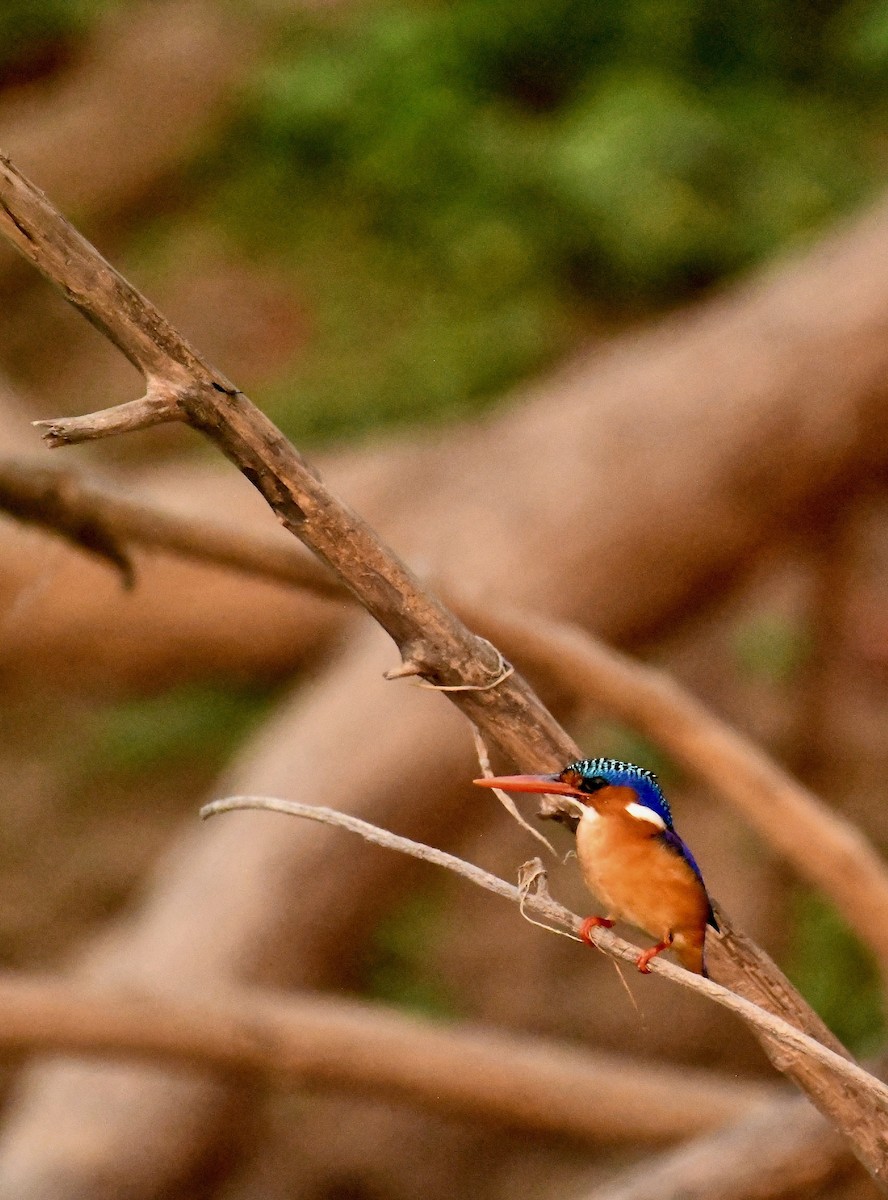 Malachite Kingfisher - Theresa Bucher