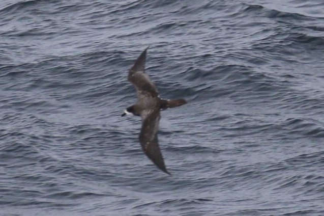 Galapagos Petrel - ML124962551