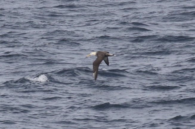Albatros de Galápagos - ML124962981