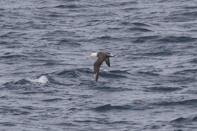 Waved Albatross - Arnold Skei