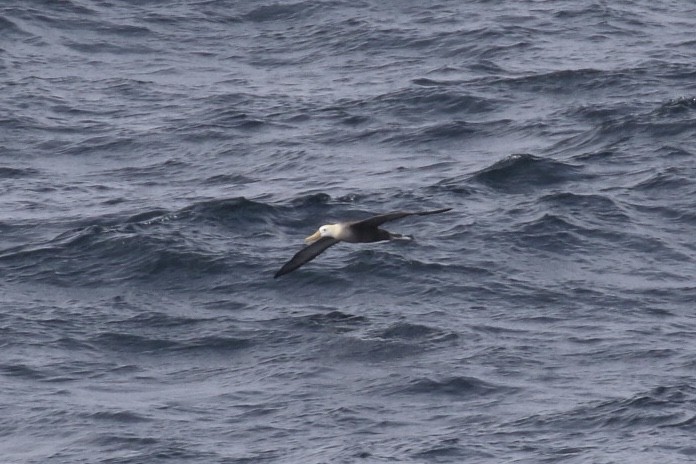 Waved Albatross - ML124962991