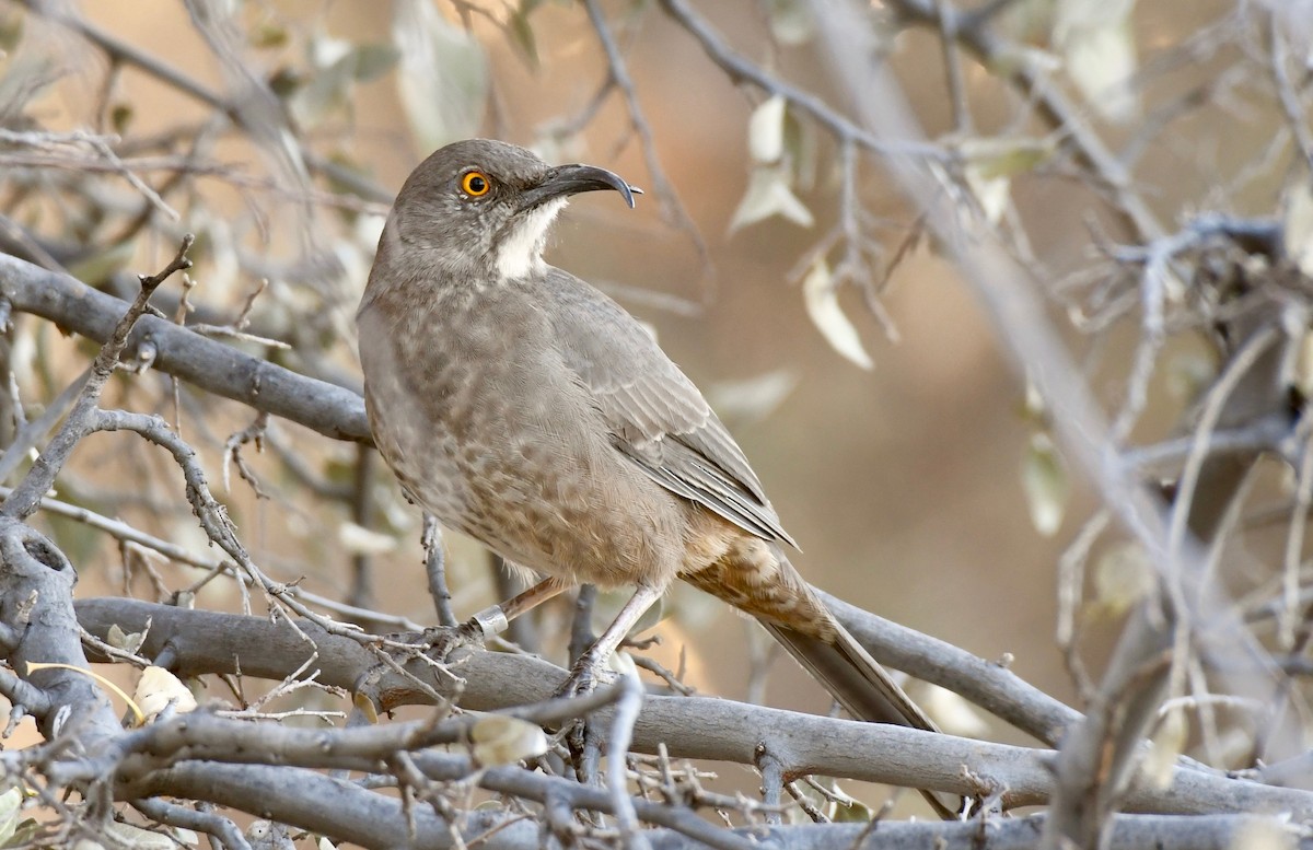 Curve-billed Thrasher - ML124964031