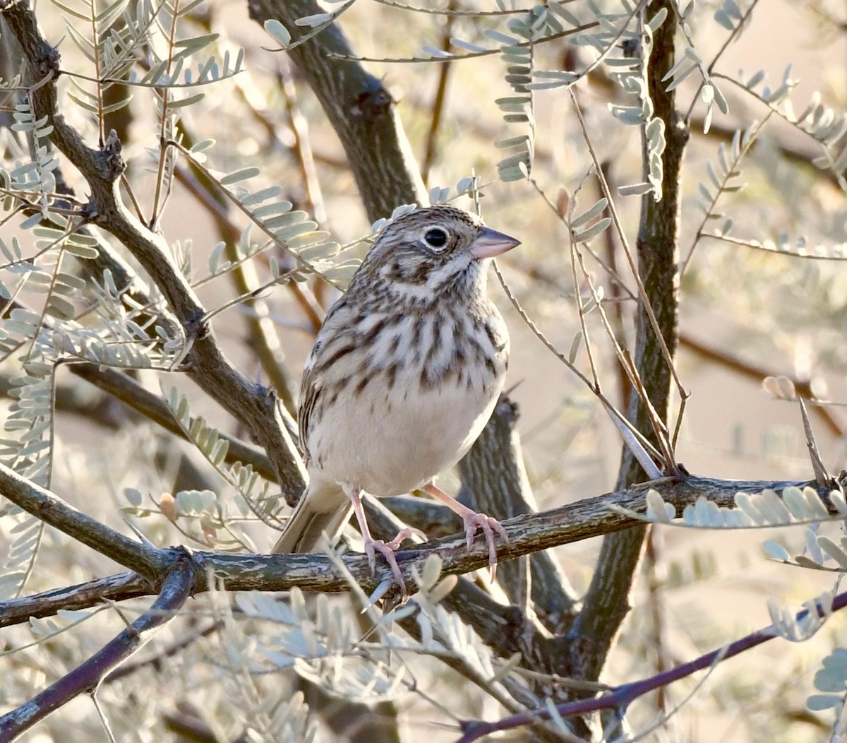 Vesper Sparrow - ML124964071