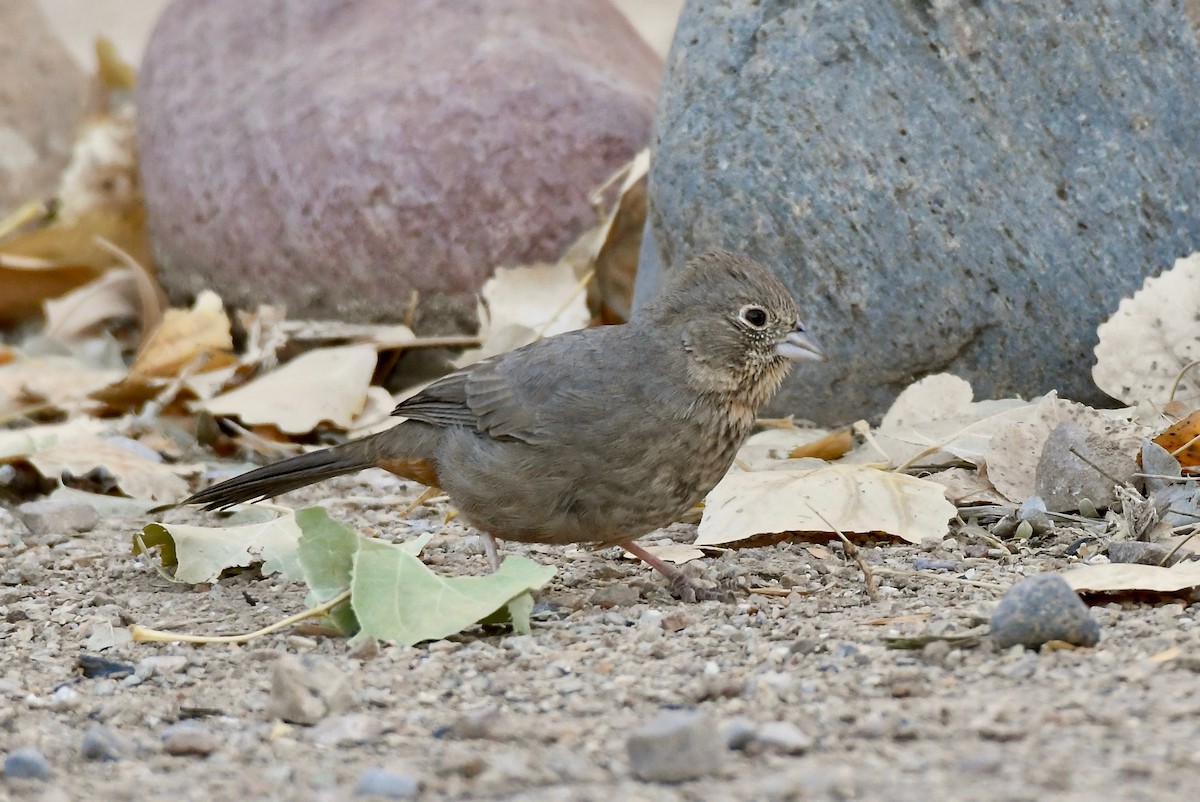 Canyon Towhee - ML124964121