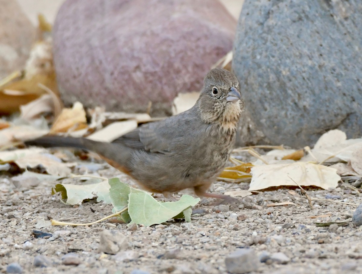 Canyon Towhee - ML124964131