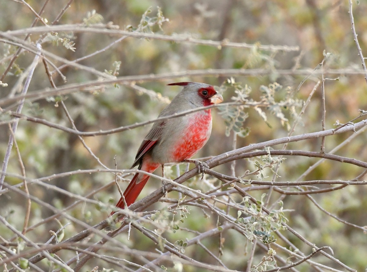 Pyrrhuloxia - ML124964191