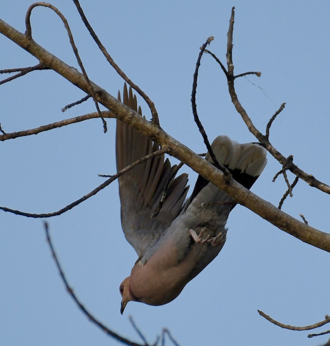 Red-eyed Dove - Theresa Bucher