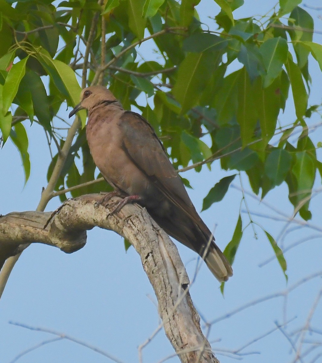 Red-eyed Dove - ML124964441