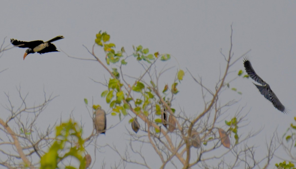 Crowned Hornbill - Theresa Bucher