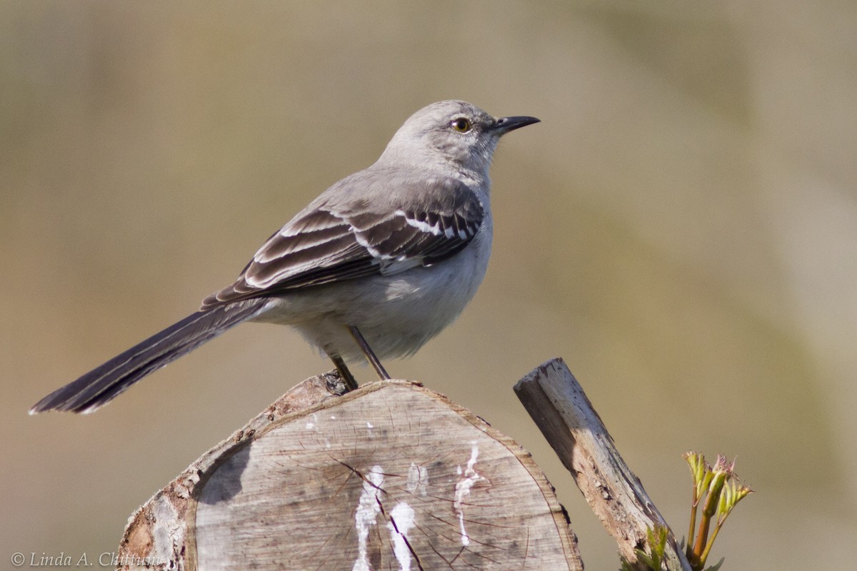 Northern Mockingbird - Linda Chittum