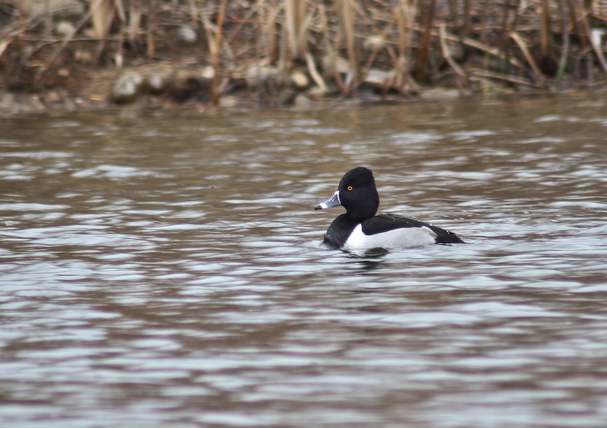 Ring-necked Duck - Jared Peck