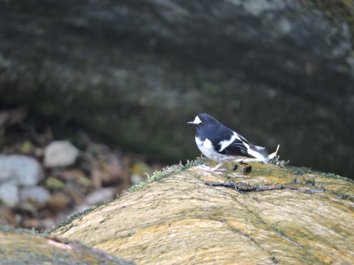 Little Forktail - ML124971151