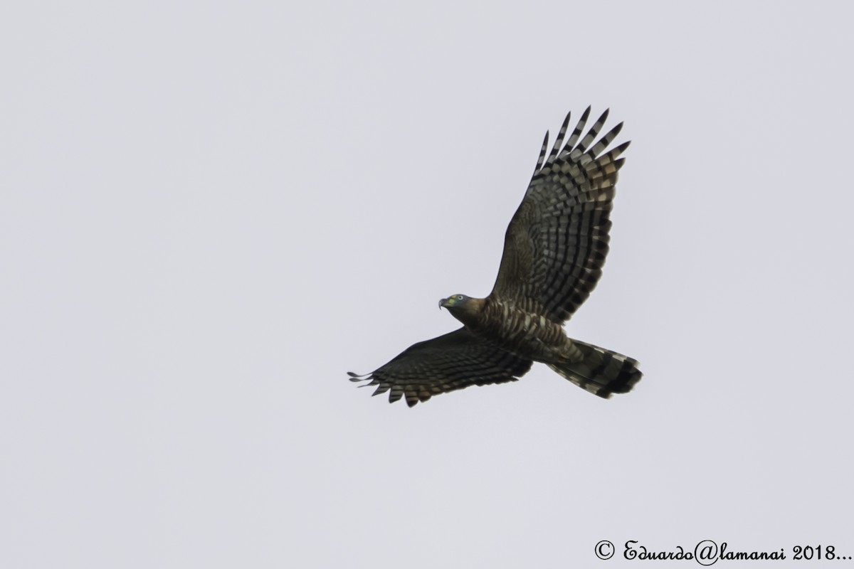 Hook-billed Kite - ML124972281