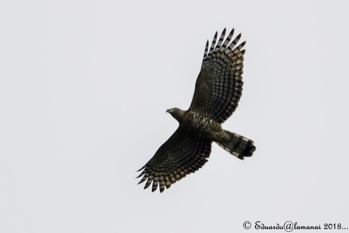 Hook-billed Kite - ML124972291