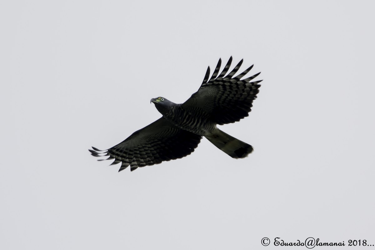 Hook-billed Kite - ML124972311