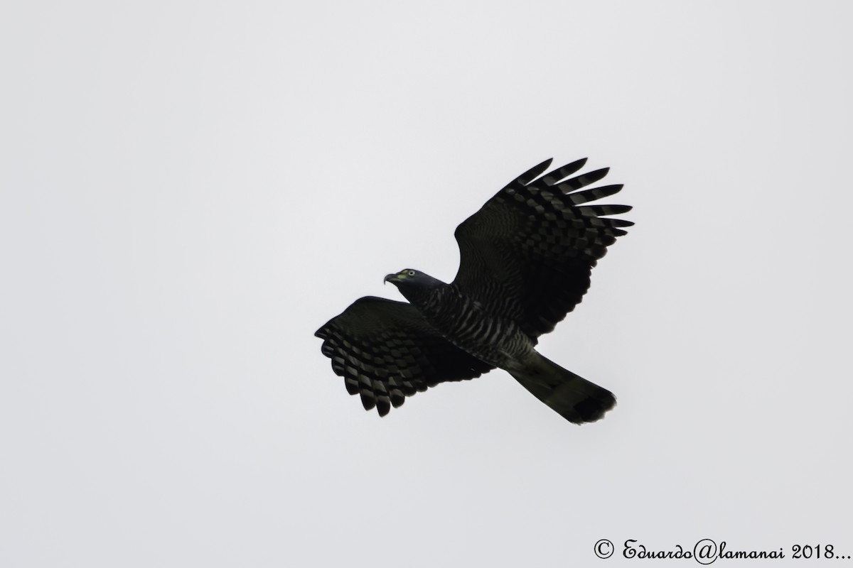 Hook-billed Kite - ML124972321