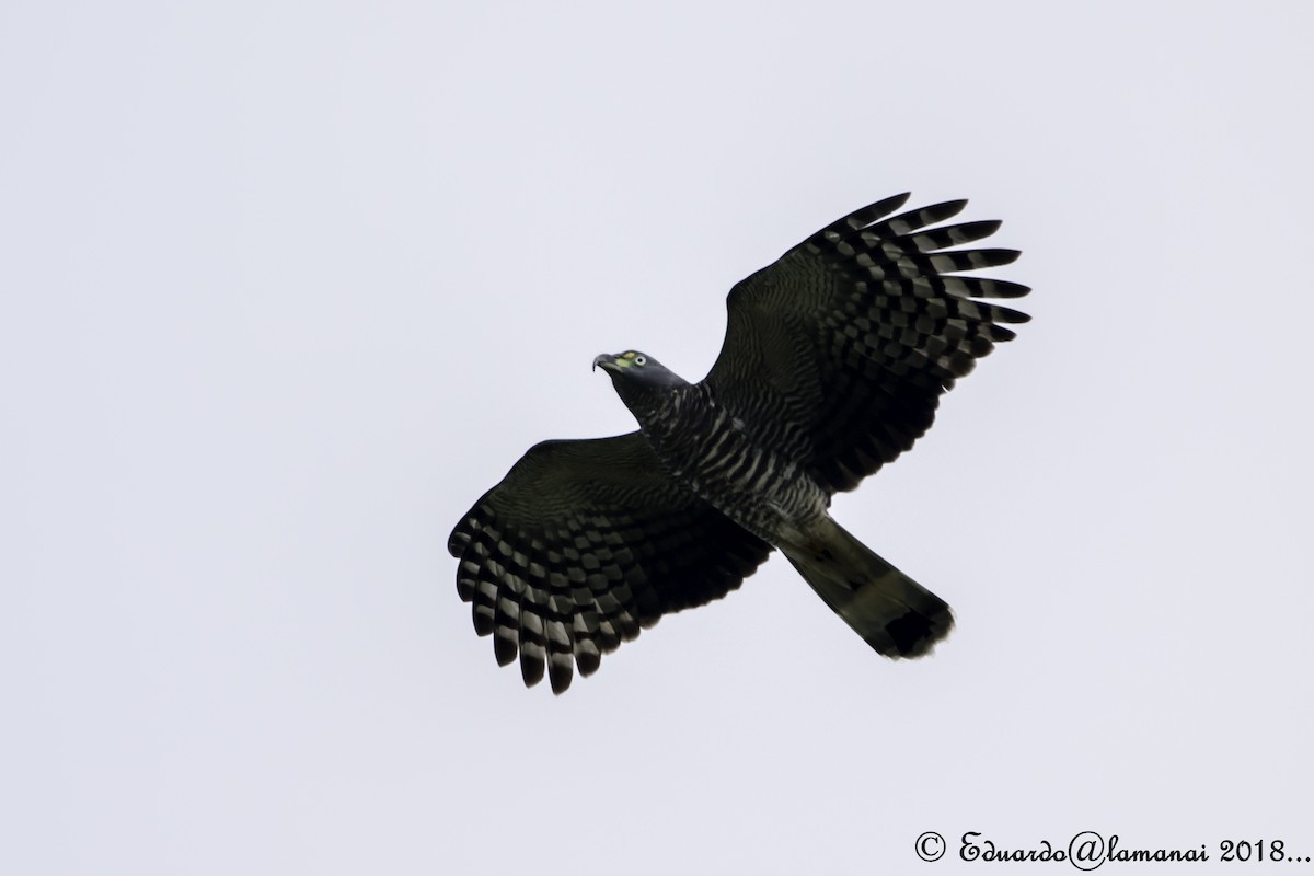 Hook-billed Kite - Jorge Eduardo Ruano