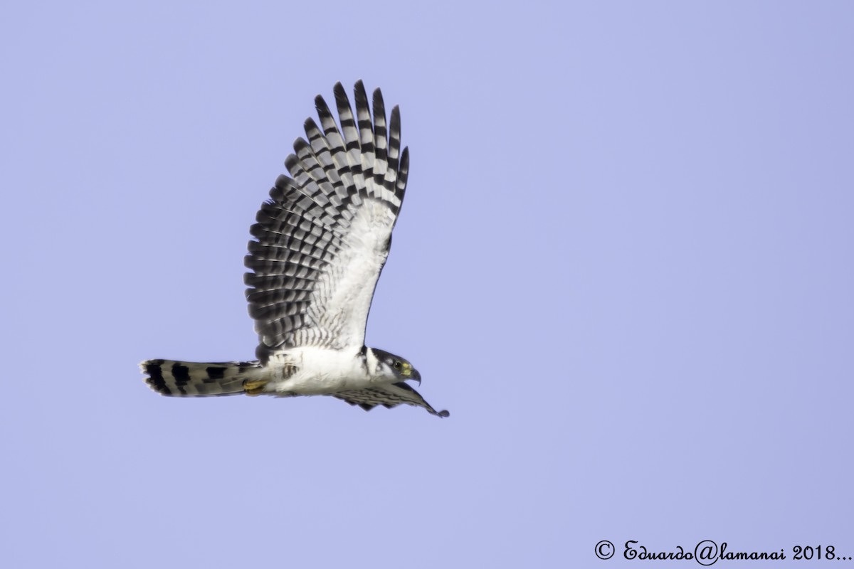 Hook-billed Kite - ML124972341