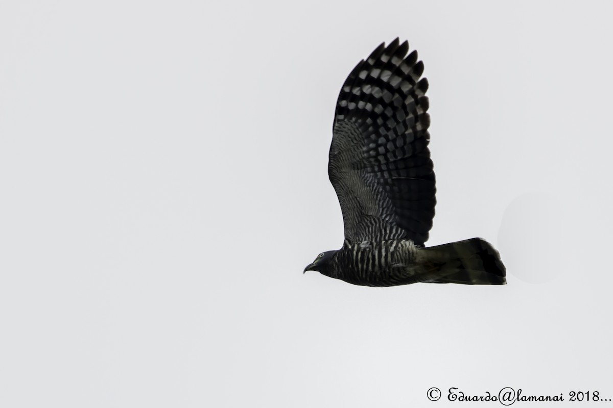 Hook-billed Kite - ML124972351