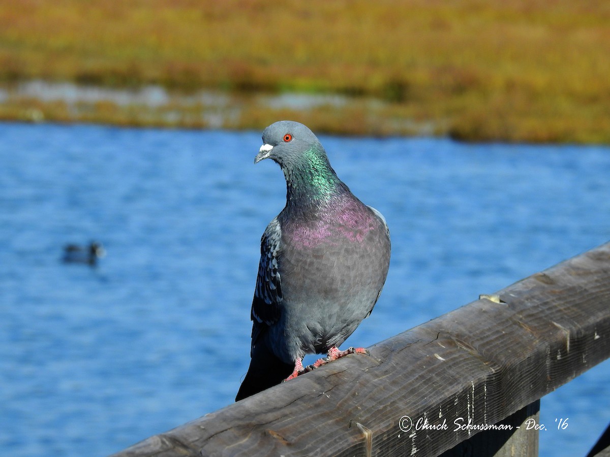 Rock Pigeon (Feral Pigeon) - Chuck Schussman