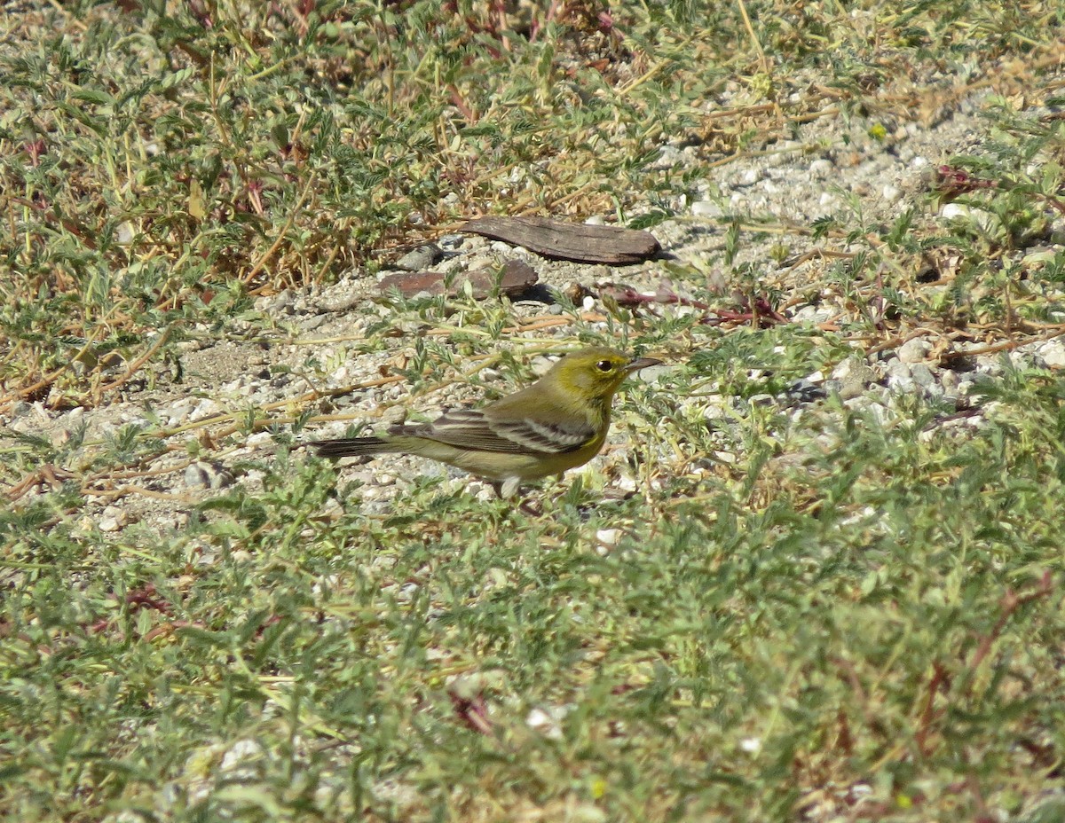 Pine Warbler - ML124974931