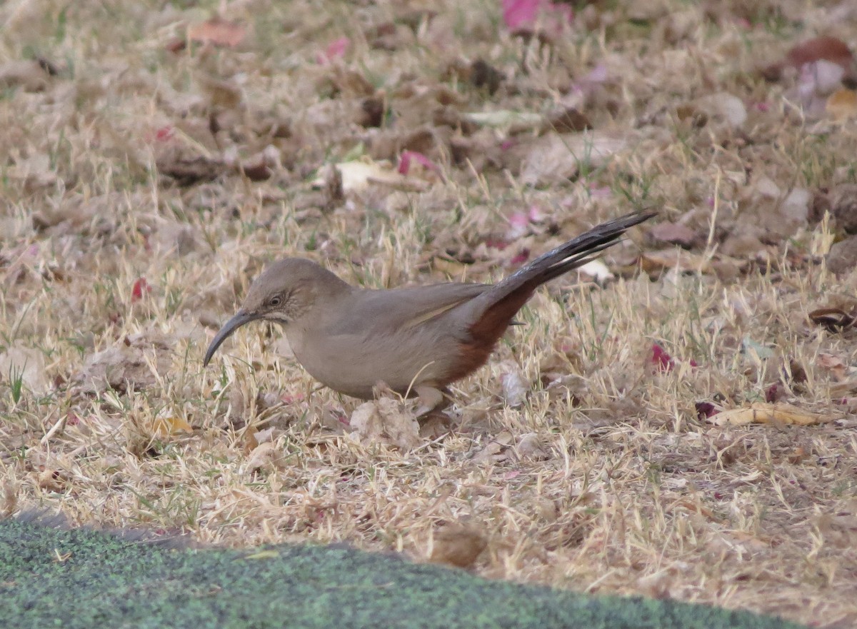 Crissal Thrasher - ML124976601